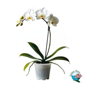 Orchidea 1 stelo Phalaenopsis bianca