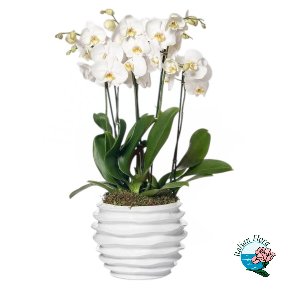 Composizione Orchidea Phalaenopsis 4 steli bianca
