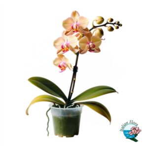 orchidea pesca 1 ramo