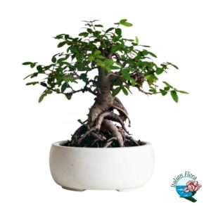 Bonsai Ginseng