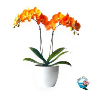 Pianta di orchidea arancio