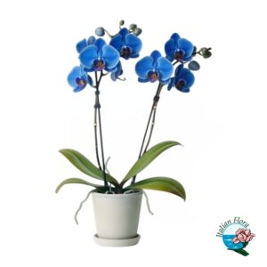 Pianta di orchidea blu